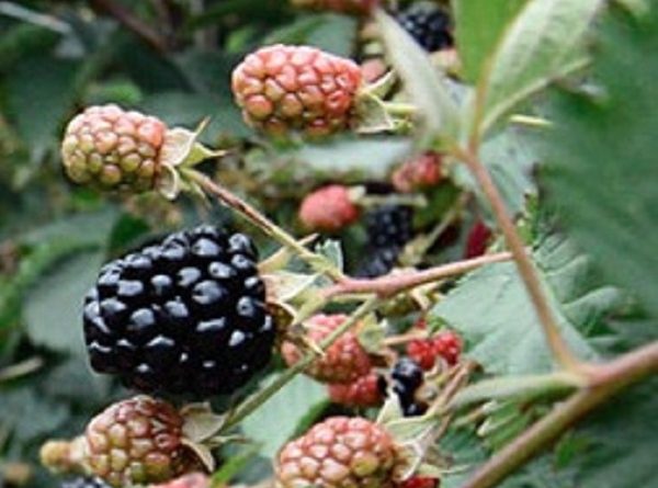 Blackberries - Health Benefits and 10 Good Reasons to Eat Them